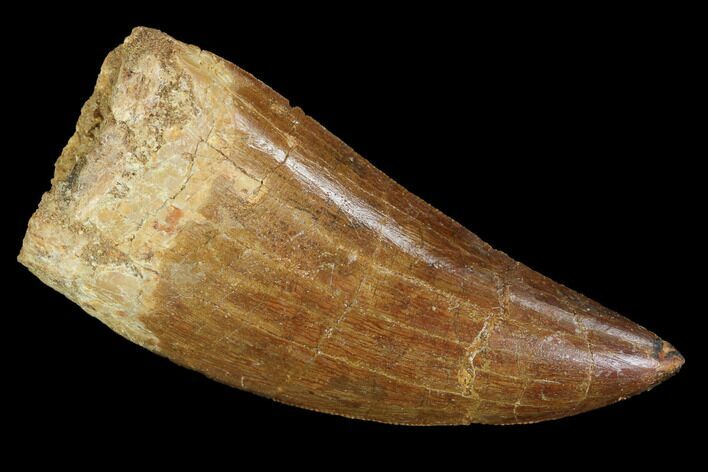 Serrated, Carcharodontosaurus Tooth - Robust Tooth #99813